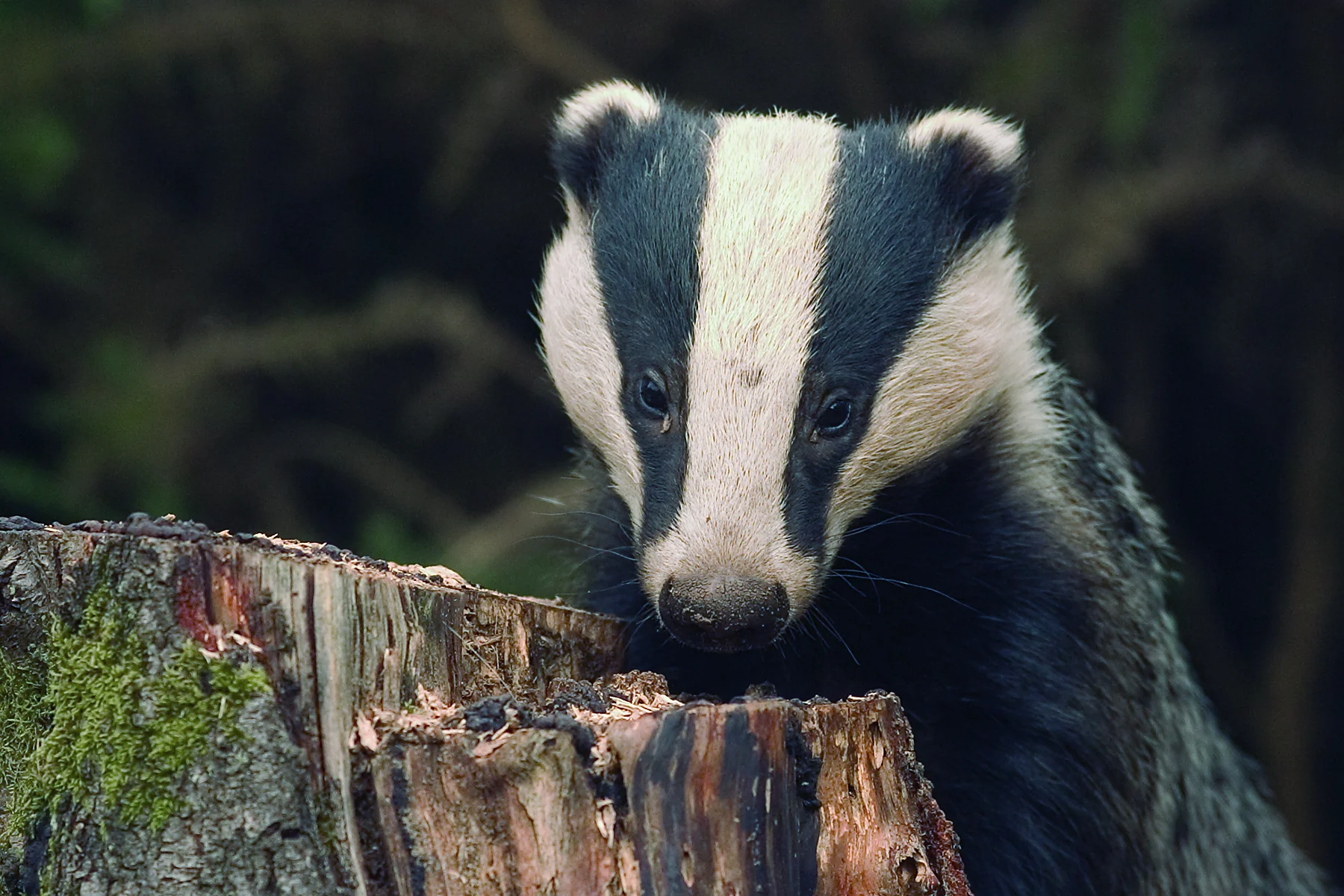 Badger peering over a mossy log in woodland