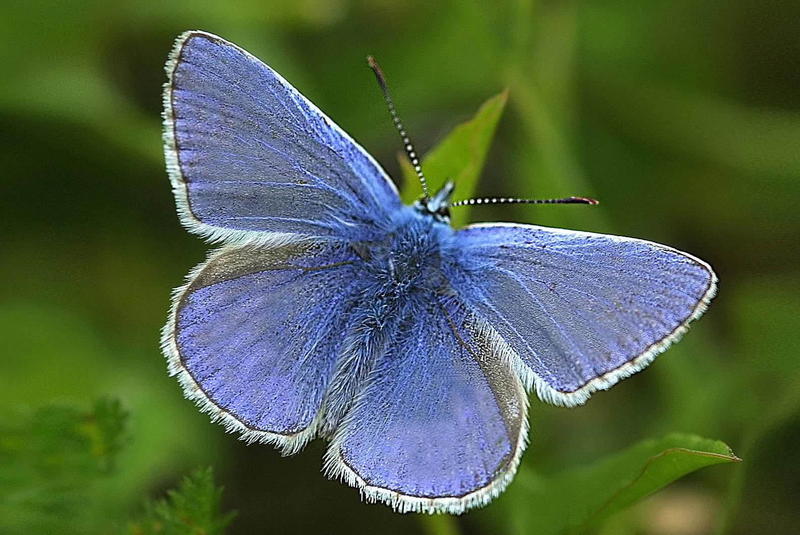 Common blue butterfly with wings fully open