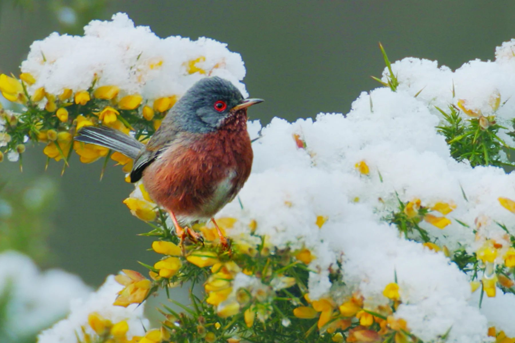 Dartford warbler perched on snowy gorse