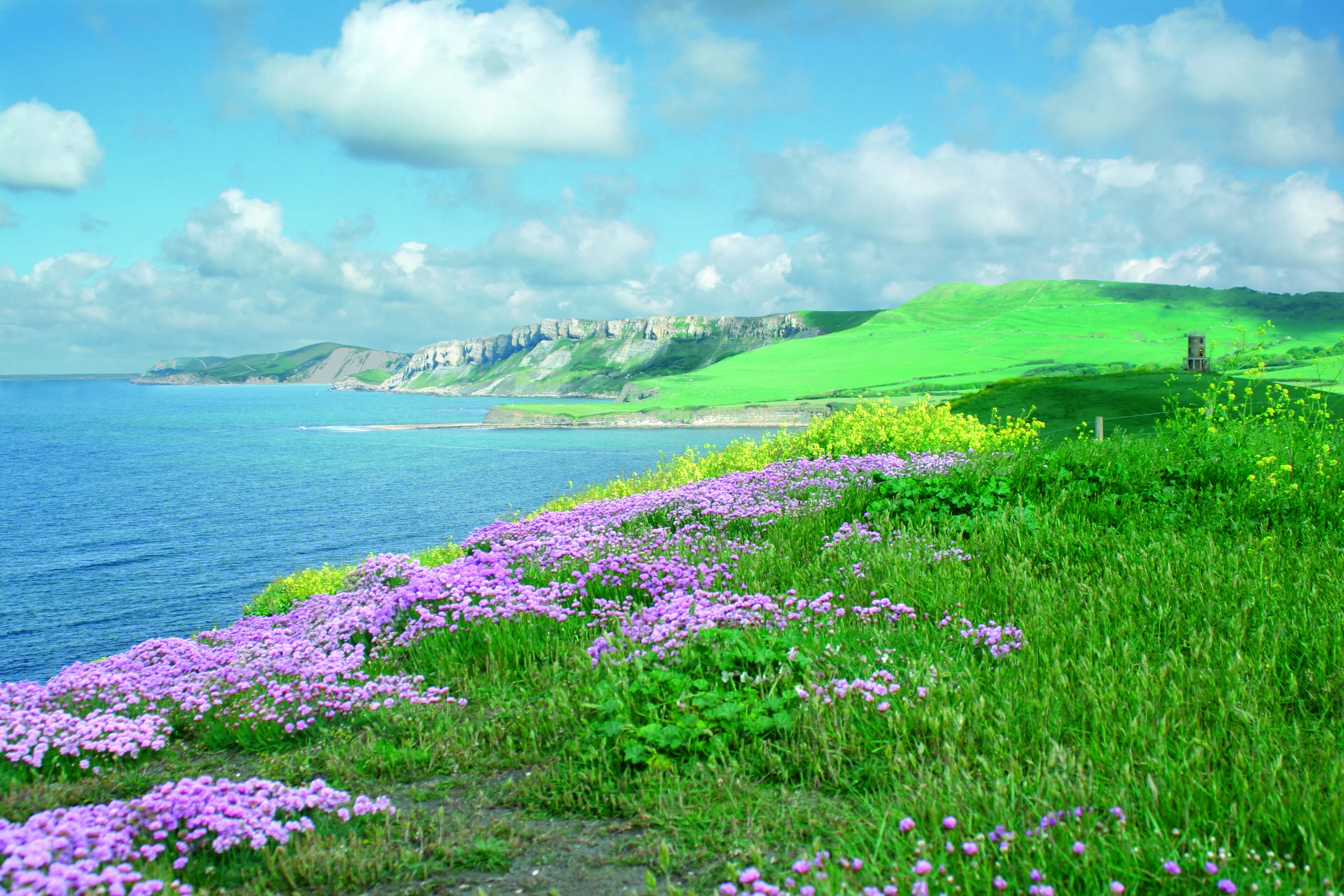 Kimmeridge coast with sea thrift in the foreground and cliffs beyond