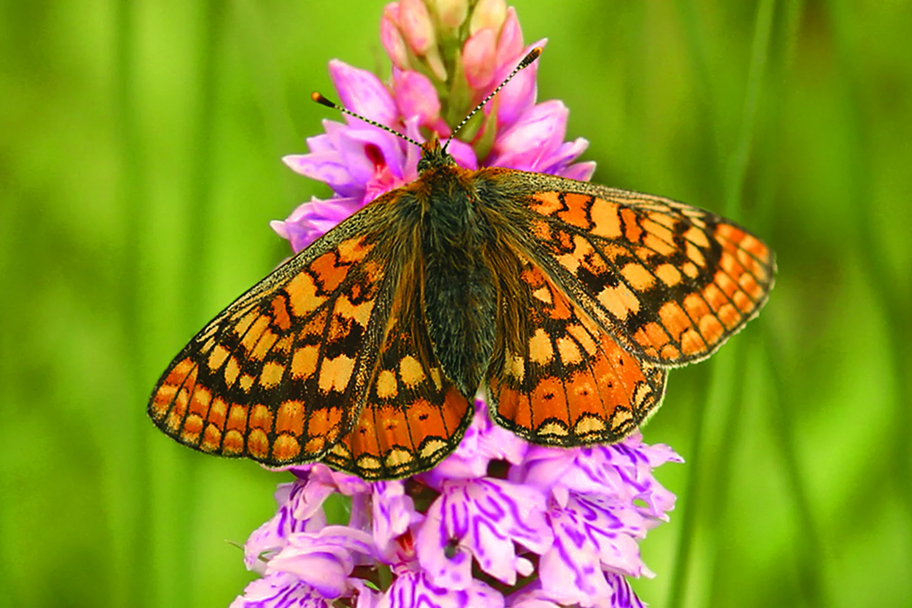 Marsh fritillary butterfly on a spotted orchid
