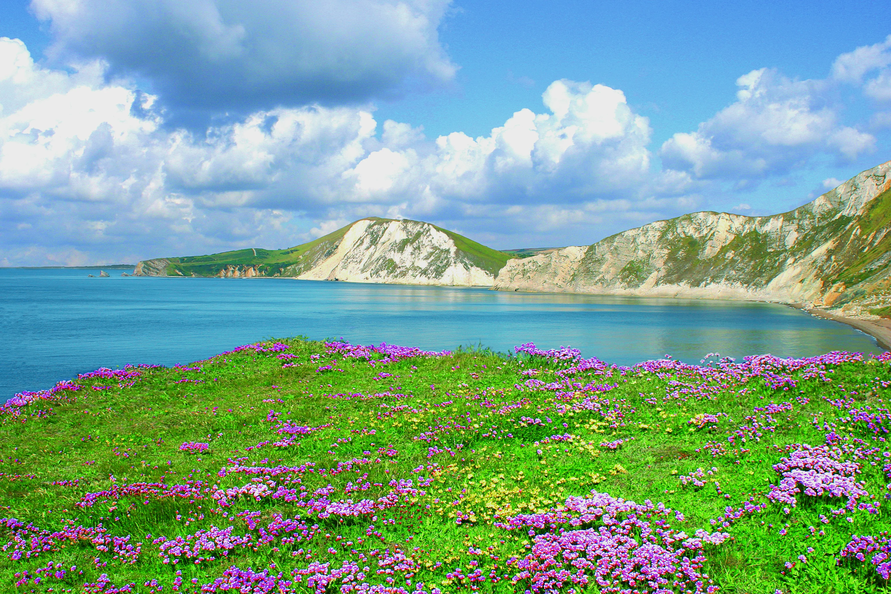 Sea thrift carpet on the clifftop looking towards a chalk headland