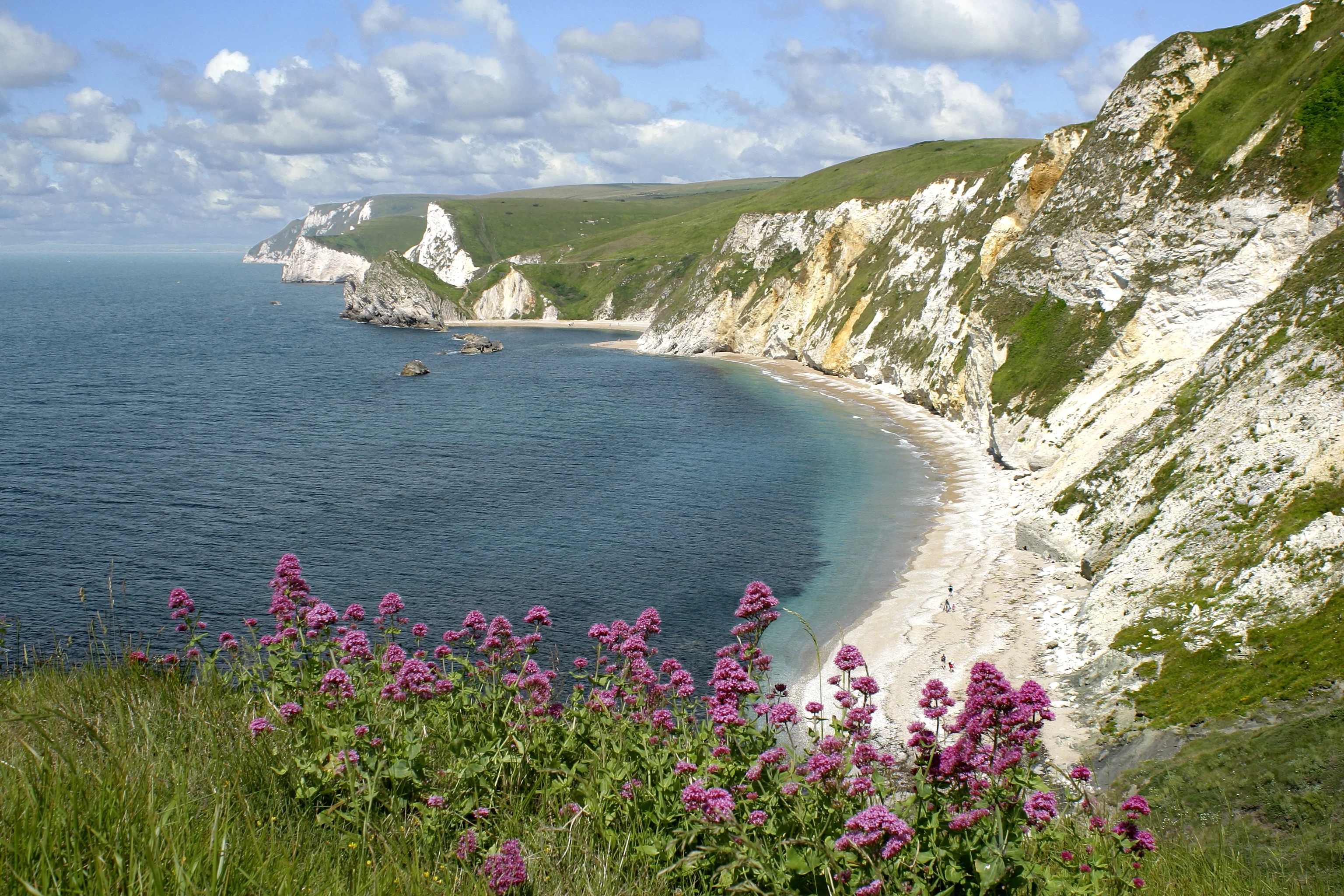 St Oswald's Bay with pink valerian and white chalk cliffs