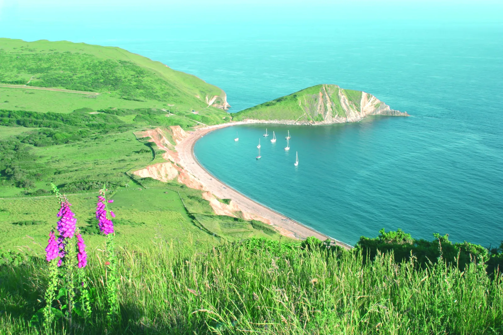 Worbarrow Bay from above with foxgloves in the foreground
